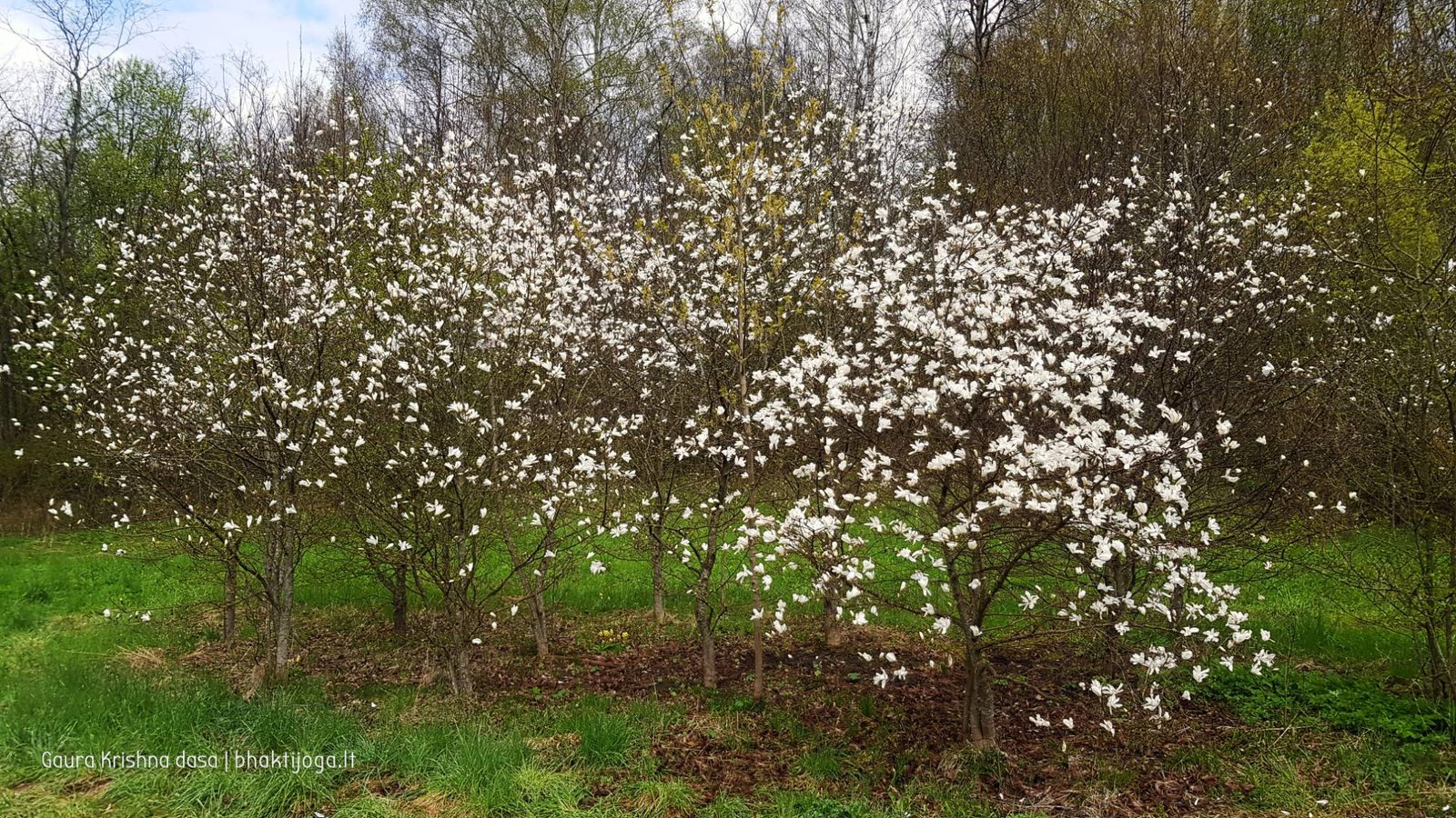  skinderiskio dendrologinis parkas 2021 05 08